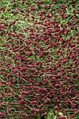 SANGUISORBA OFFICINALIS RED THUNDER