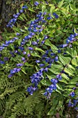 GENTIANA ASCLEPIADEA