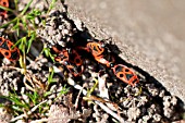 FIREBUG, PYRRHOCORIS APTERAS