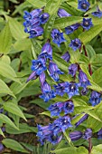 GENTIANA ASCLEPIADEA