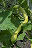 CUCUZZI CARAVAZZI SERPENTINE SNAKE GOURD