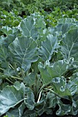 CRAMBE MARITIMA SEAKALE FOLIAGE IN SUMMER