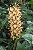 HEDYCHIUM DENSIFLORUM STEPHEN