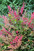 NANDINA DOMESTICA HARBOUR DWARF