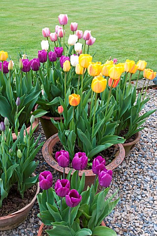 MIXED_TULIPS_IN_SPRING