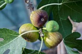 FICUS CARICA BROWN TURKEY