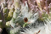 ORBEA VARIEGATA SYN. STAPELIA VARIEGATA