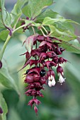 LEYCESTERIA FORMOSA