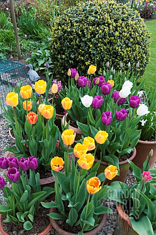 MIXED_TULIPS_IN_SPRING