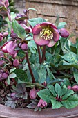 HELLEBORUS PENNYS PINK (RODNEY DAVEY MARBLED GROUP)