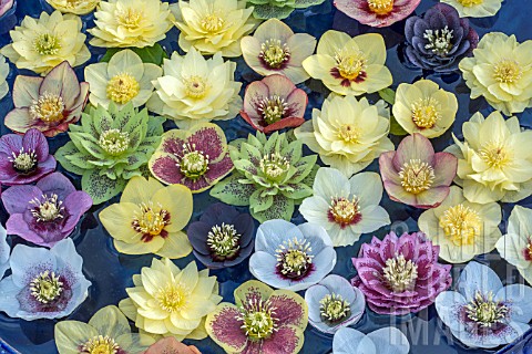 HELLEBORUS_ASHWOOD_GARDEN_HYBRIDS