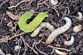 SOIL LARVEA, GROUND BEETLE, VINE WEEVIL, CUT WORM