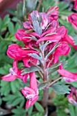 CORYDALIS SOLIDA SUBSP. SOLIDA GEORGE BAKER AGM