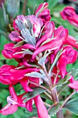 CORYDALIS SOLIDA SUBSP. SOLIDA GEORGE BAKER AGM