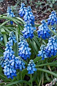 MUSCARI AZUREUM AGM