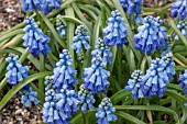 MUSCARI AZUREUM AGM