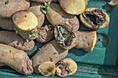 SEED POTATOES ROTTING