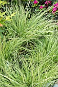 FESTUCA GLAUCA GOLDEN TOUPEE