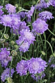 SCABIOSA BUTTERFLY BLUE