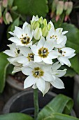 ORNITHOGALUM THYRSOIODES SNOWFLAKE