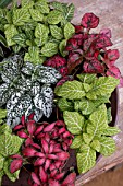 FITTONIA MIXED