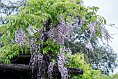 WISTERIA FLORIBUNDA ROSEA