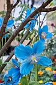 MECONOPSIS BETONICIFOLIA