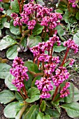 BERGENIA OVERTURE