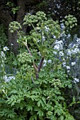 ANGELICA ARCHANGELICA