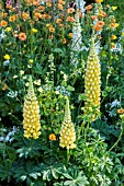 LUPINUS AND GEUM