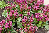 BERGENIA OVERTURE