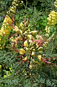 CAESALPINIA GILLIESII