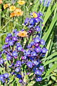 ANCHUSA LODDON ROYALIST