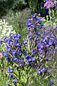 ANCHUSA LODDON ROYALIST