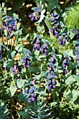 CERINTHE MAJOR PURPURASCENS