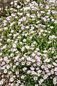 GYPSOPHILLA REPENS FRATENSIS