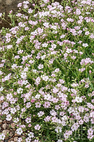 GYPSOPHILLA_REPENS_FRATENSIS