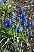 MUSCARI ARMENIACUM FANTASY CREATION