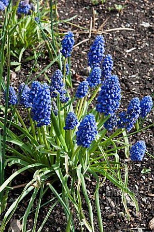 MUSCARI_ARMENIACUM_FANTASY_CREATION