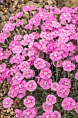 DIANTHUS WHATFIELD JOY