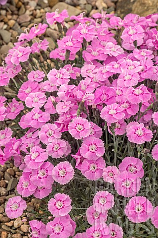 DIANTHUS_WHATFIELD_JOY