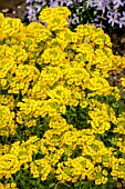 ALYSSUM WULFENIANUM