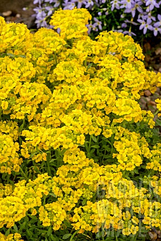 ALYSSUM_WULFENIANUM