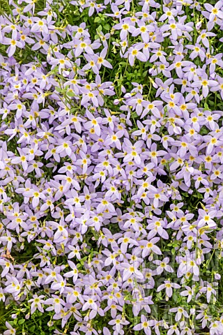 HOUSTONIA_CAERULEA_MILLARDS_VARIETY