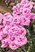 DIANTHUS POP STAR