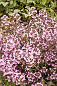 THYMUS PETER DAVIS