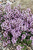 THYMUS PETER DAVIS