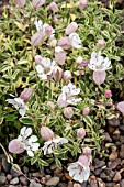 SILENE UNIFLORA DRUETTS VARIEGATED