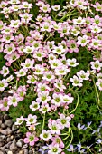 SAXIFRAGA KNAPTON PINK