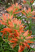CASTILLEJI MINIATA